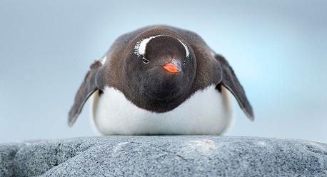 Гэри Илш: Следующий апдейт «Пингвина» может быть последним